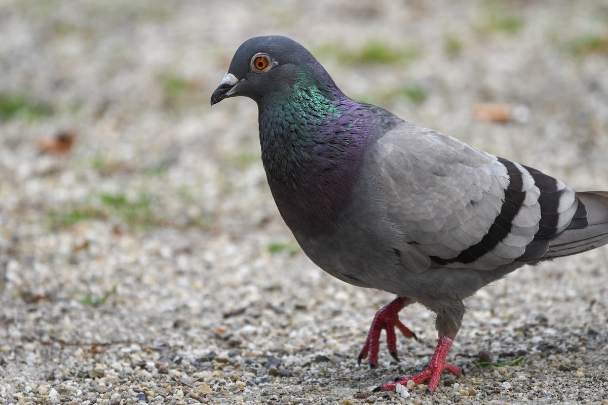 Rock Pigeon (Feral Pigeon) - ML622034303