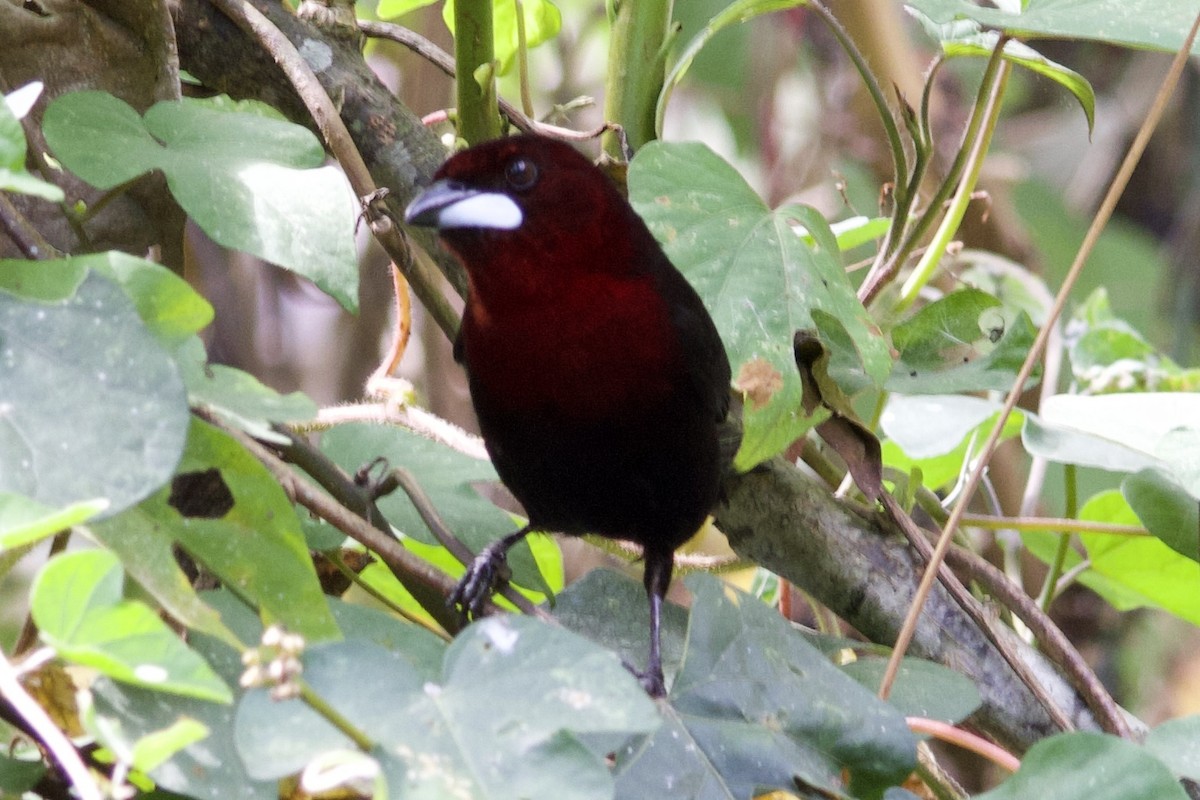 Silver-beaked Tanager - Claire Christensen