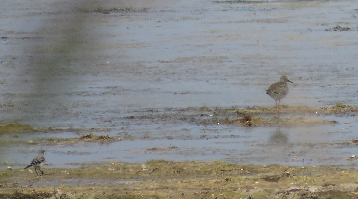 Common Redshank - ML622034391