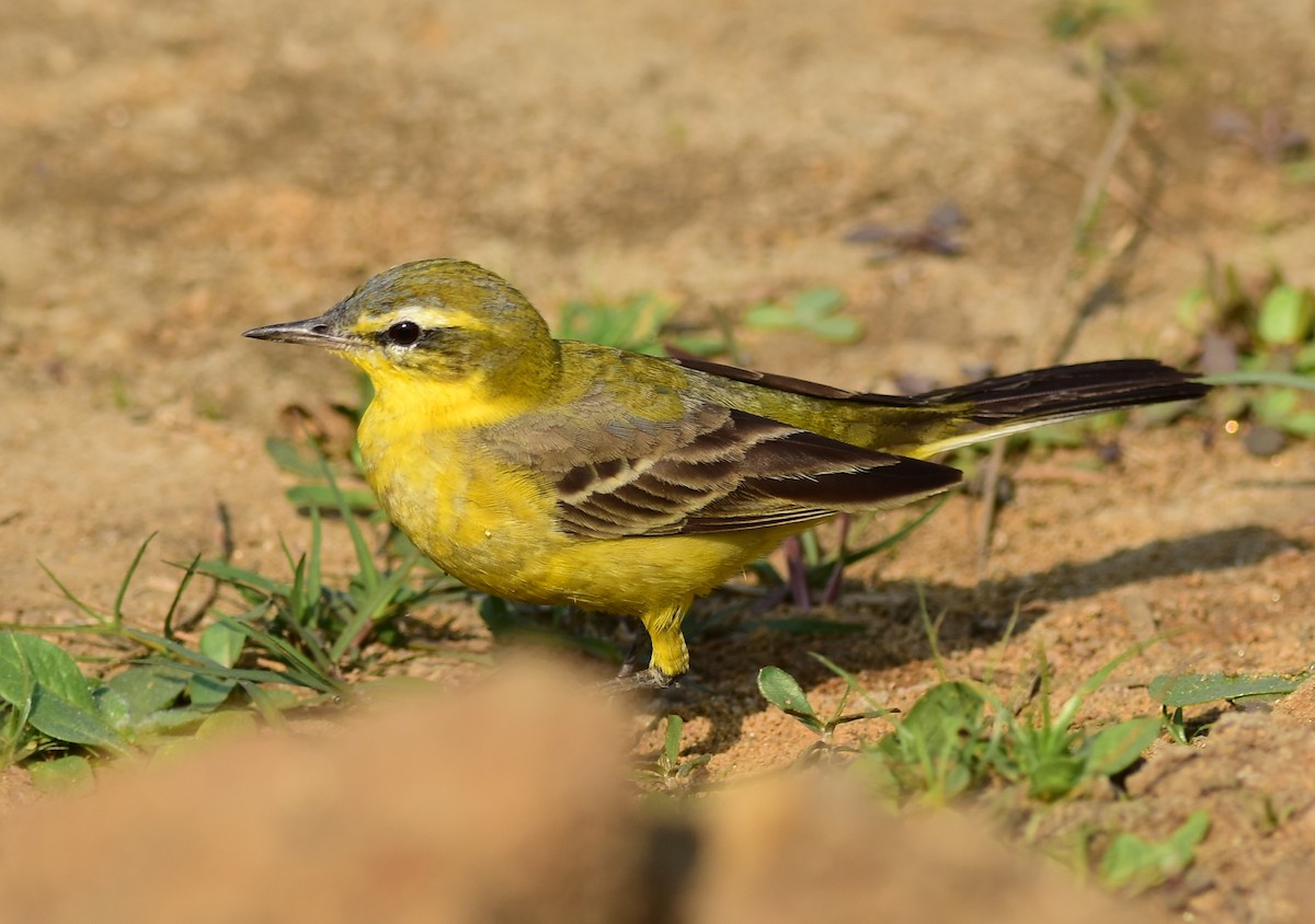 Western Yellow Wagtail (lutea) - ML622034452