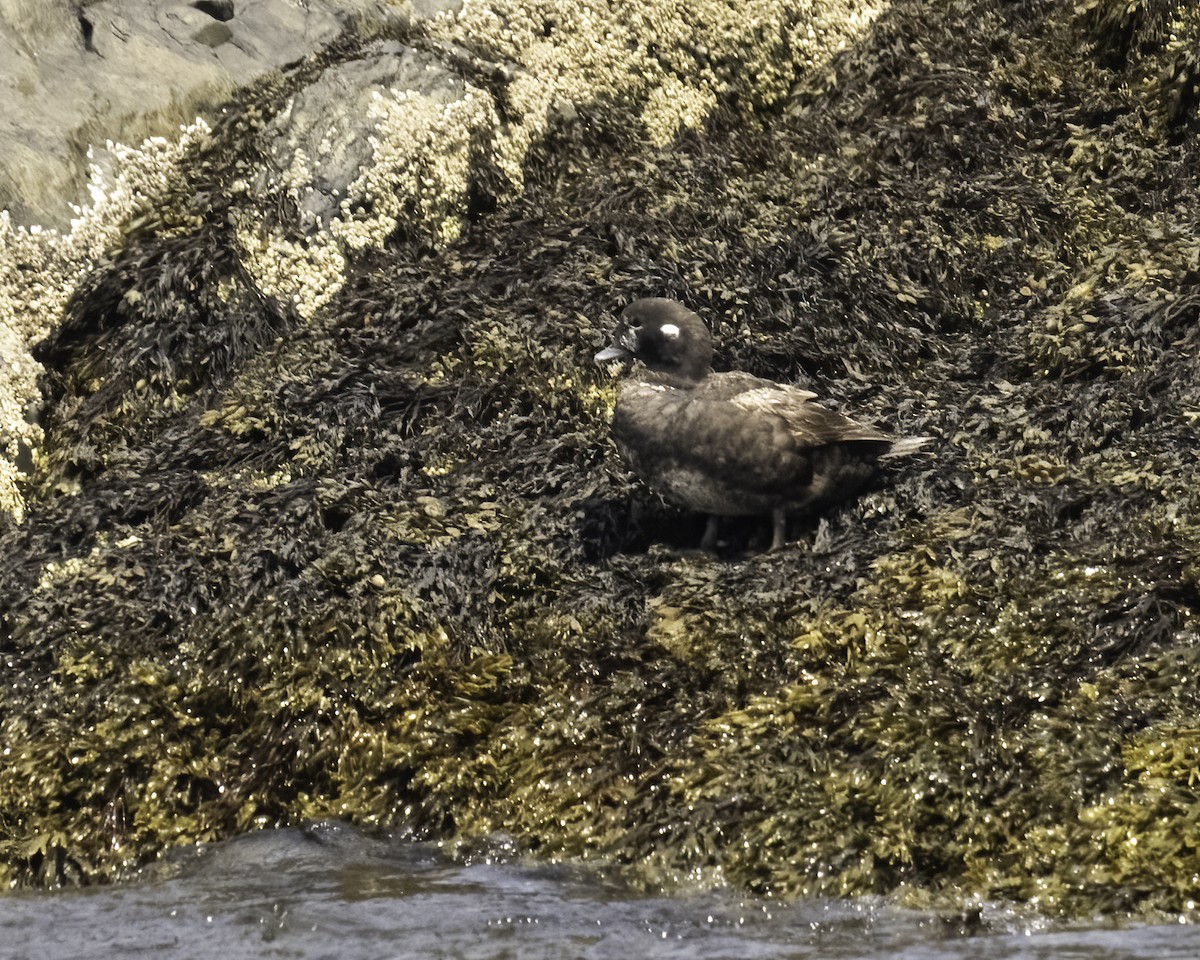 Harlequin Duck - ML622034459