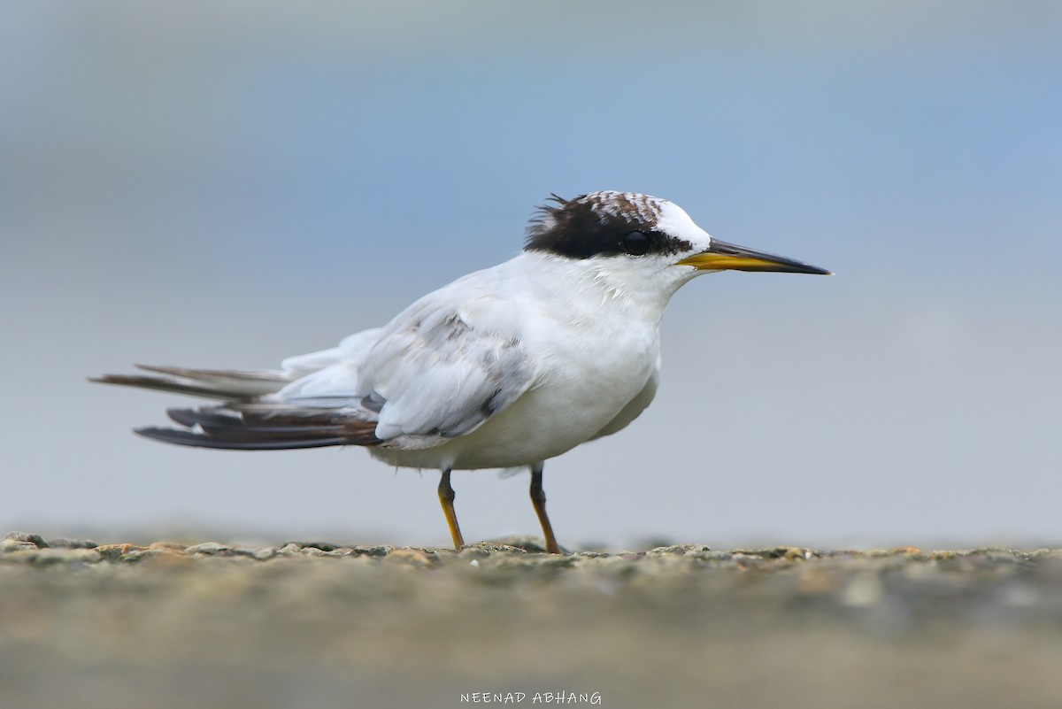 Saunders's Tern - ML622034489