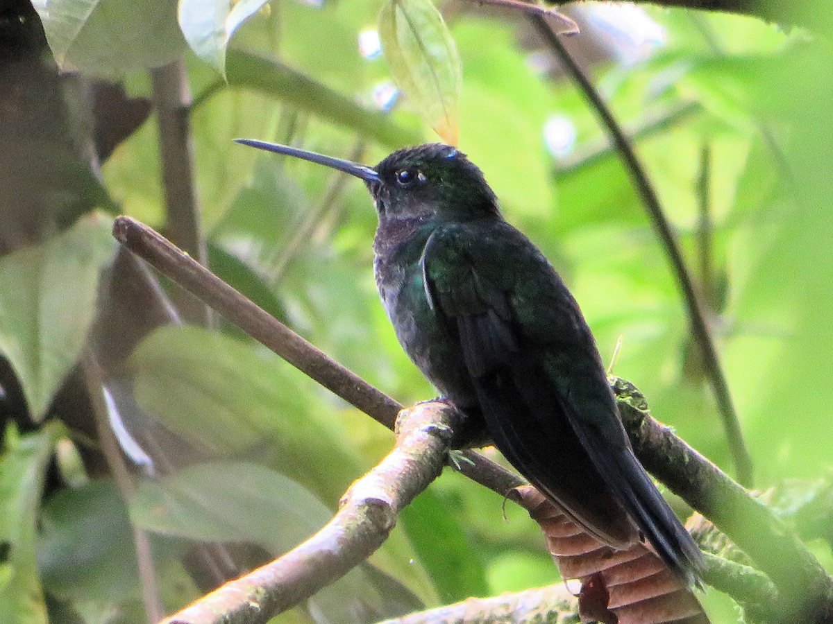 Colibrí del Napo - ML622034497