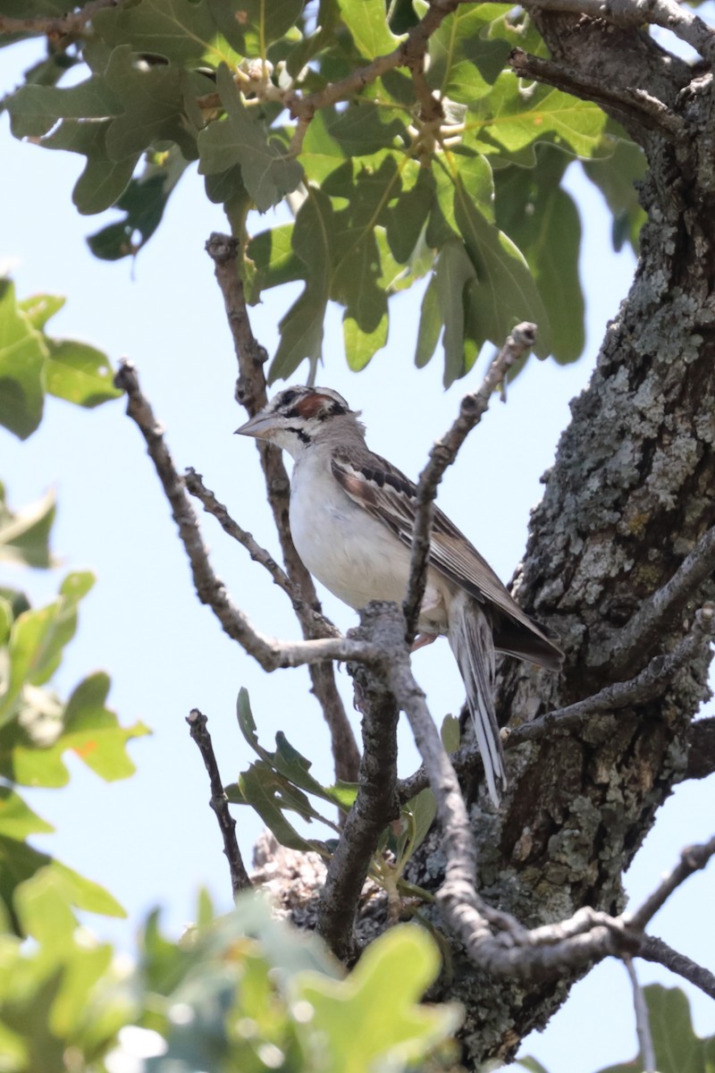 Lark Sparrow - ML622034537