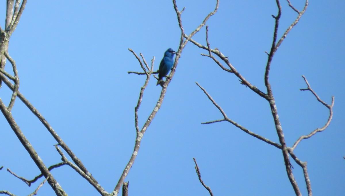 Blue Grosbeak - ML622034557