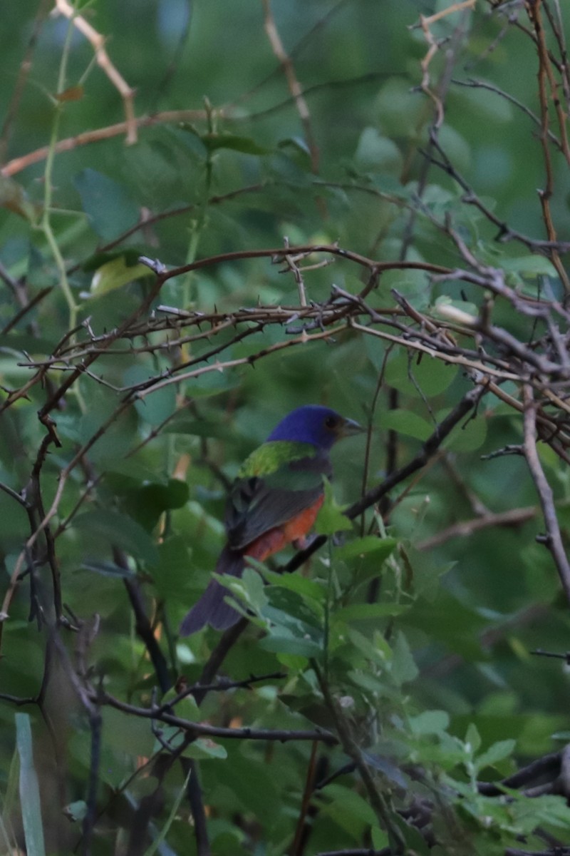 Painted Bunting - Emily Holcomb