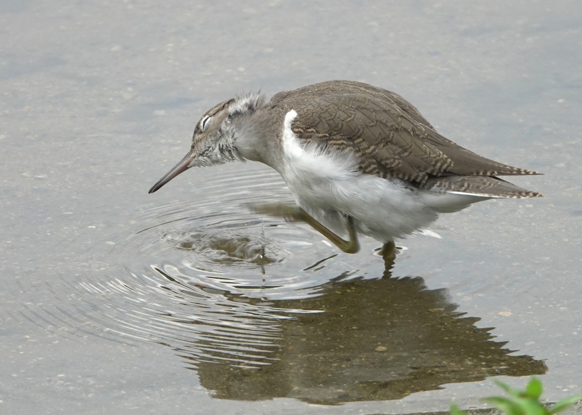 Spotted Sandpiper - Karen Clifford