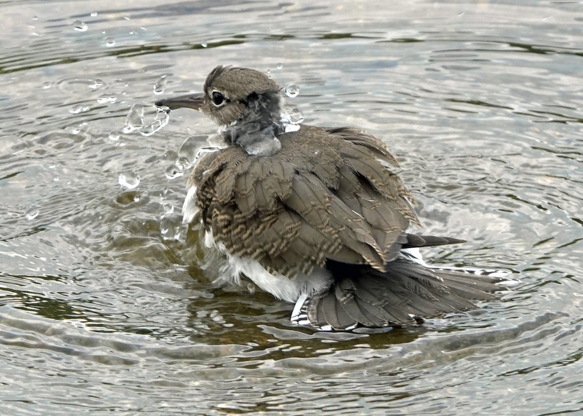 Spotted Sandpiper - Karen Clifford