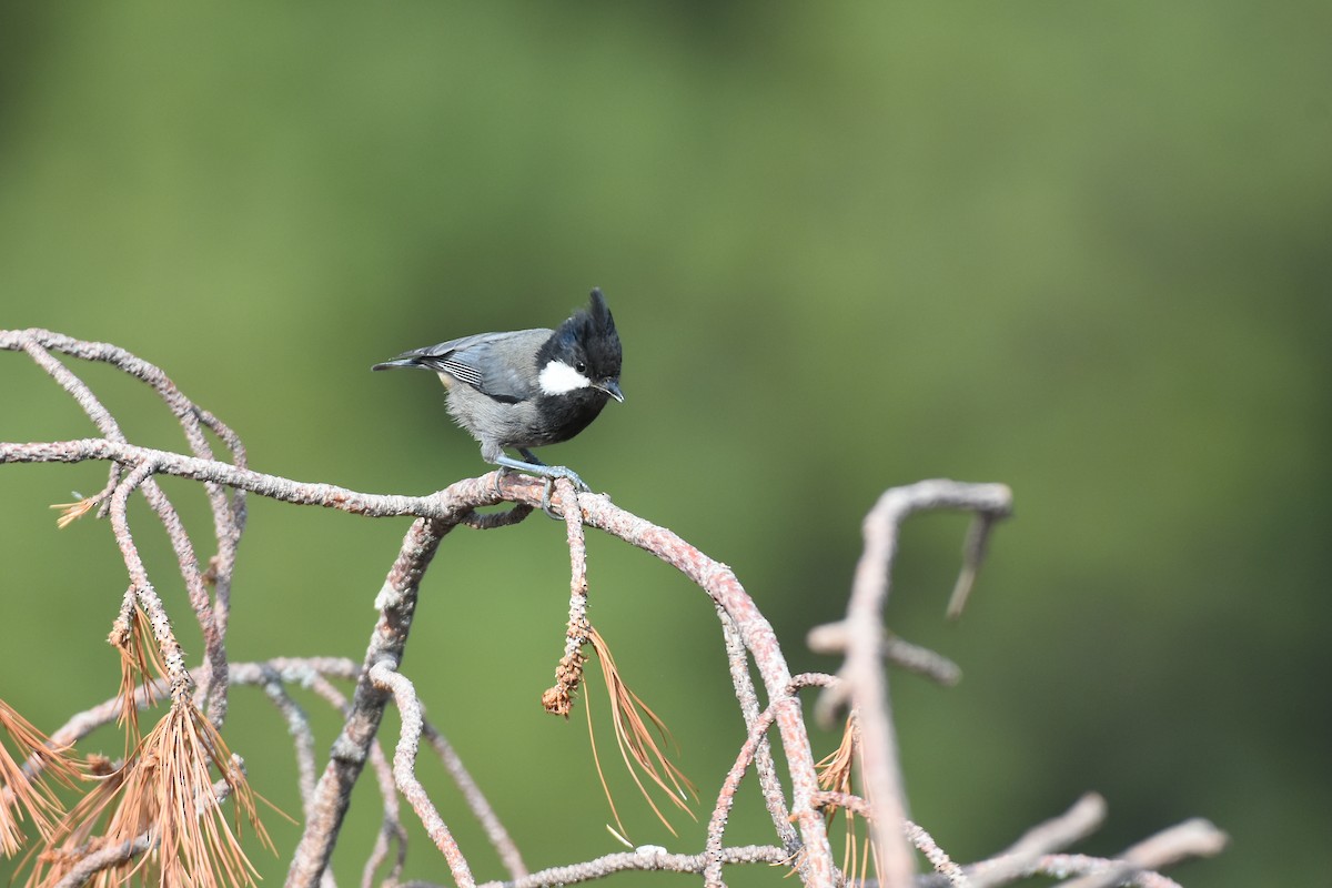 Rufous-naped Tit - ML622034630