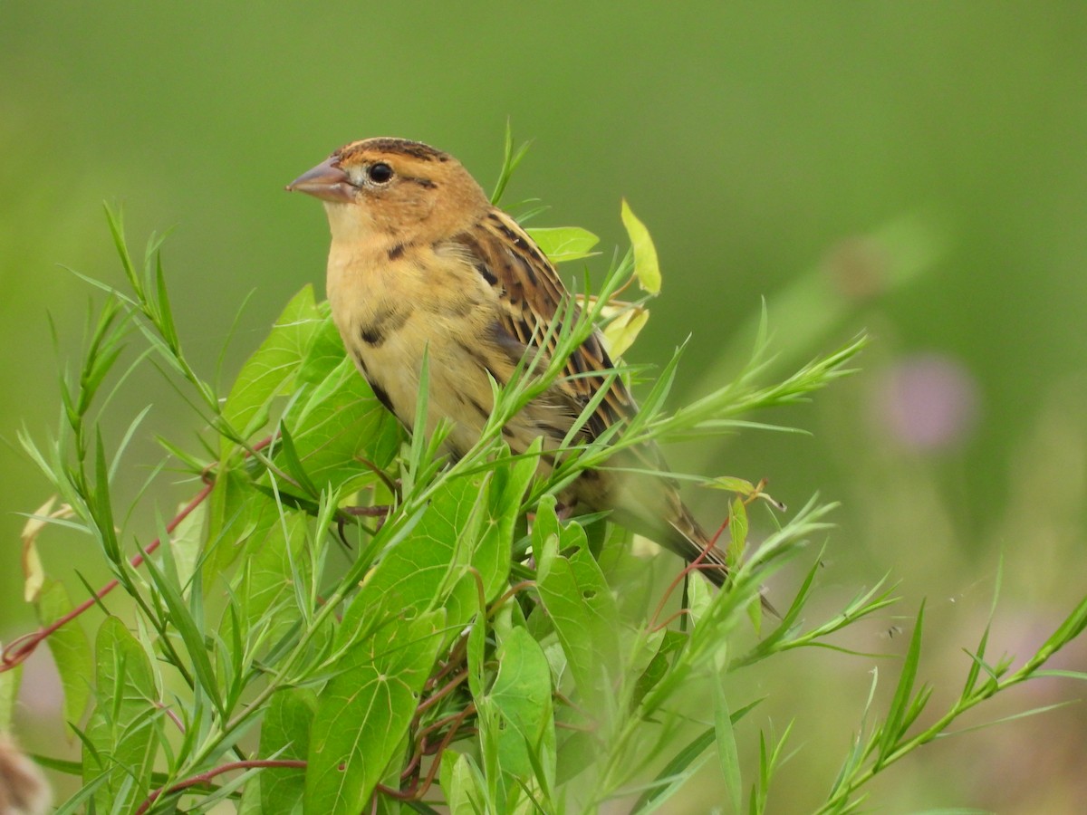 Bobolink - ML622034663