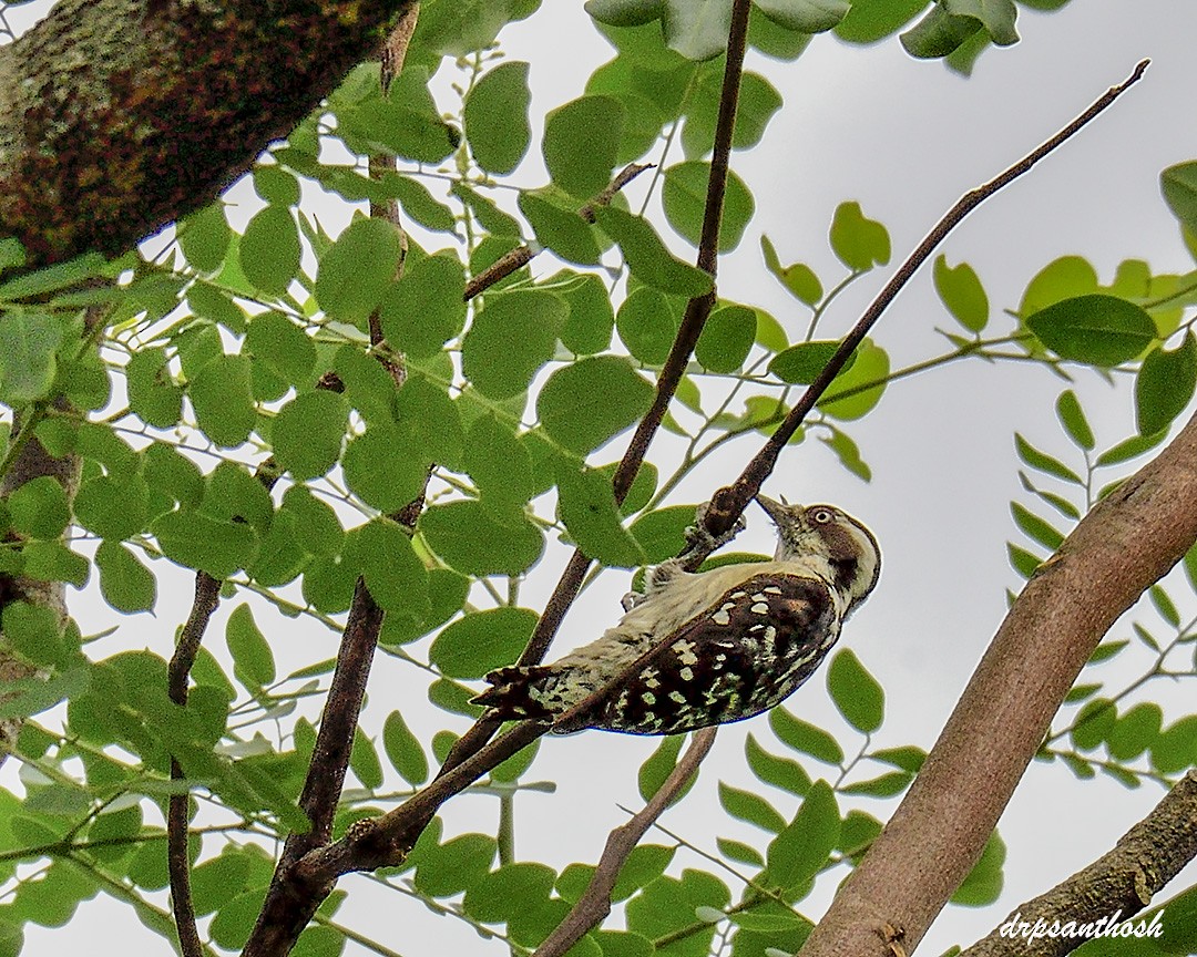 Brown-capped Pygmy Woodpecker - santhosh kumar