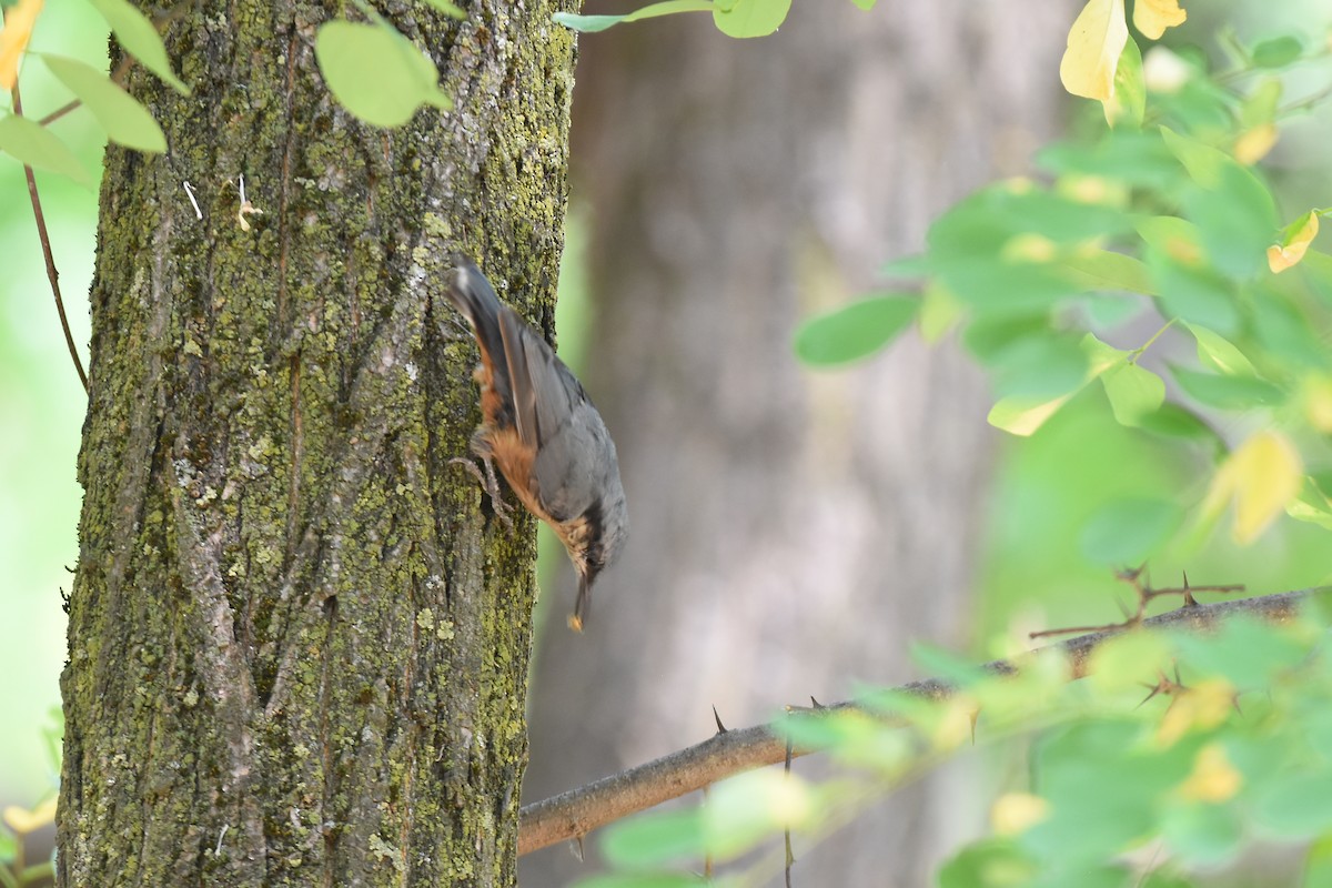 Kashmir Nuthatch - ML622034689