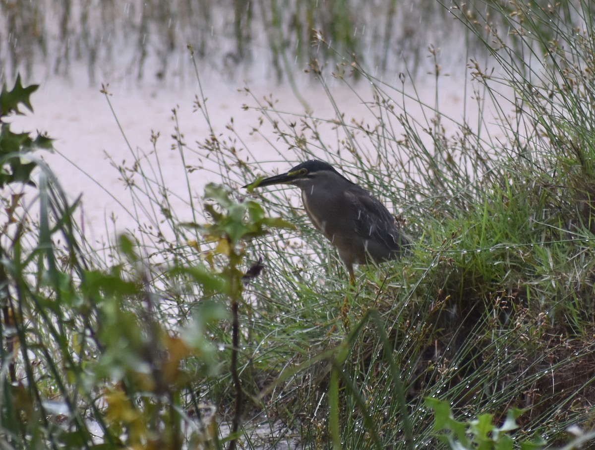 Little Heron - Shwetha Bharathi