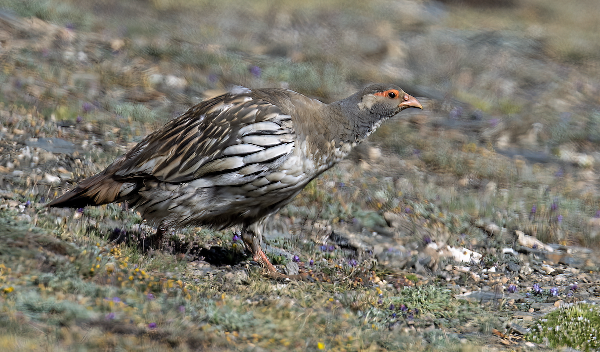 Tibetan Snowcock - Parmil Kumar