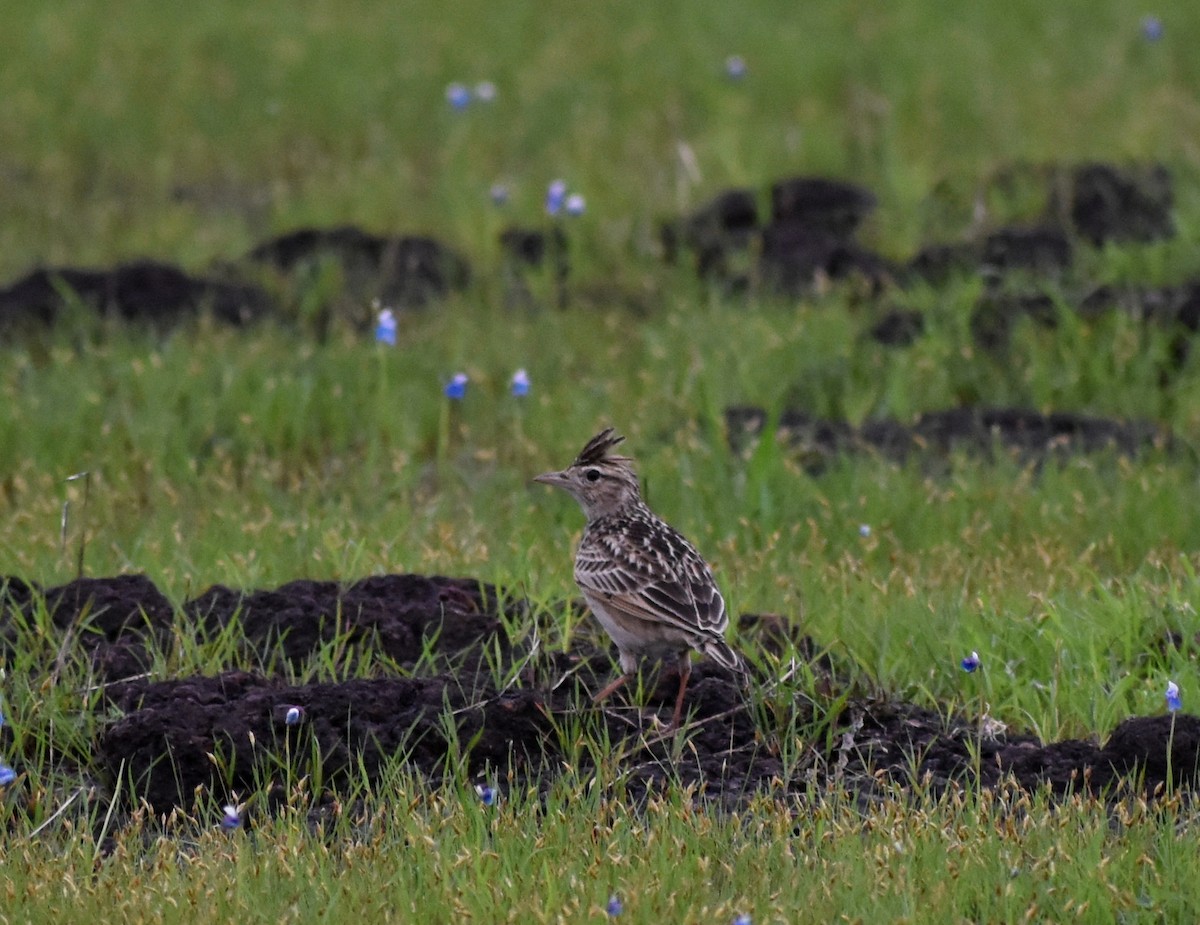 Oriental Skylark - ML622034831