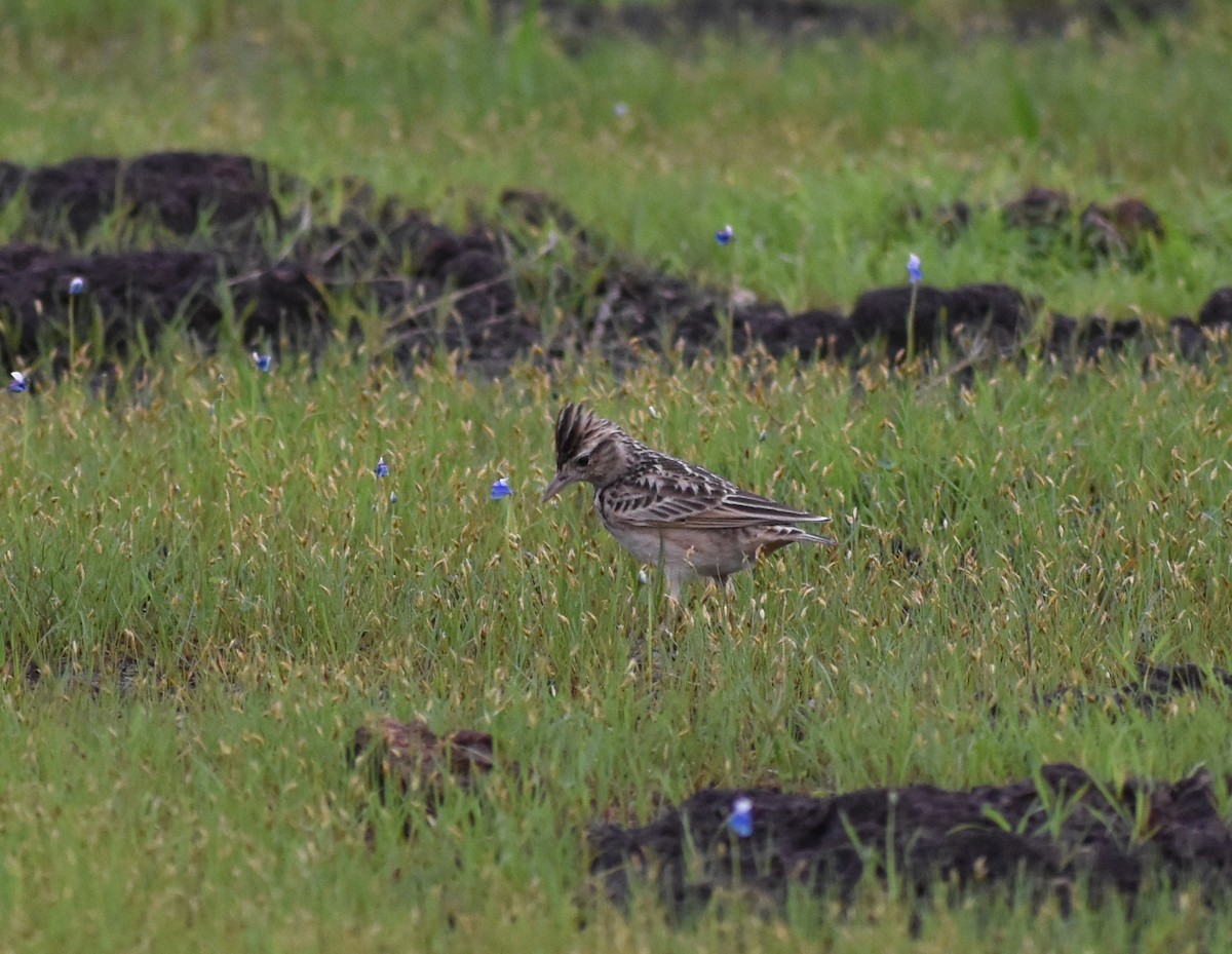 Oriental Skylark - ML622034844