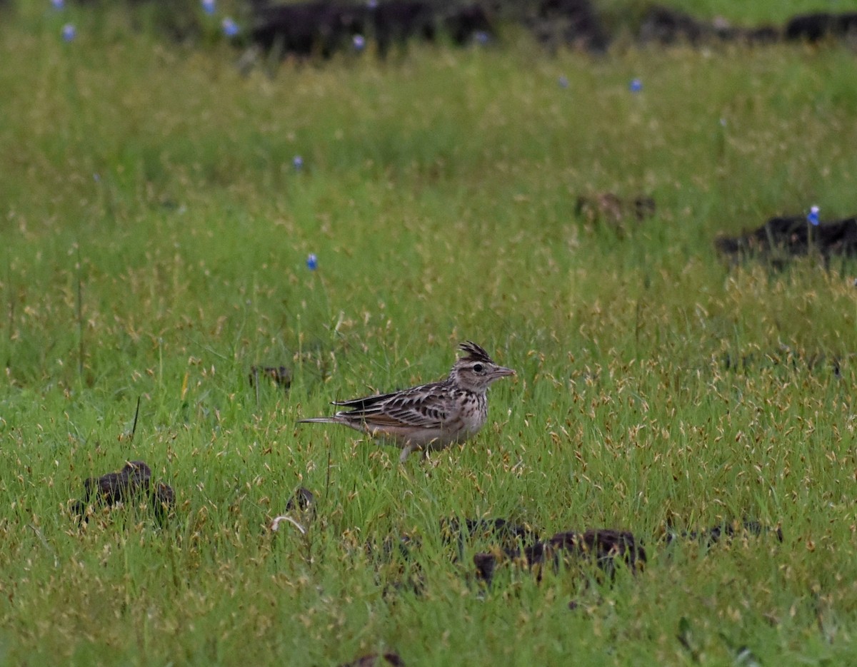 Oriental Skylark - ML622034845