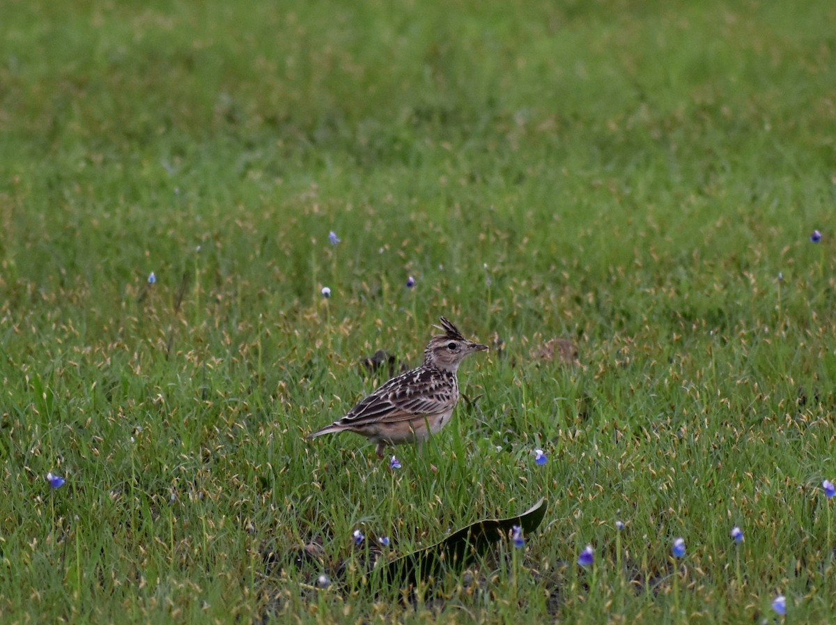 Oriental Skylark - ML622034856