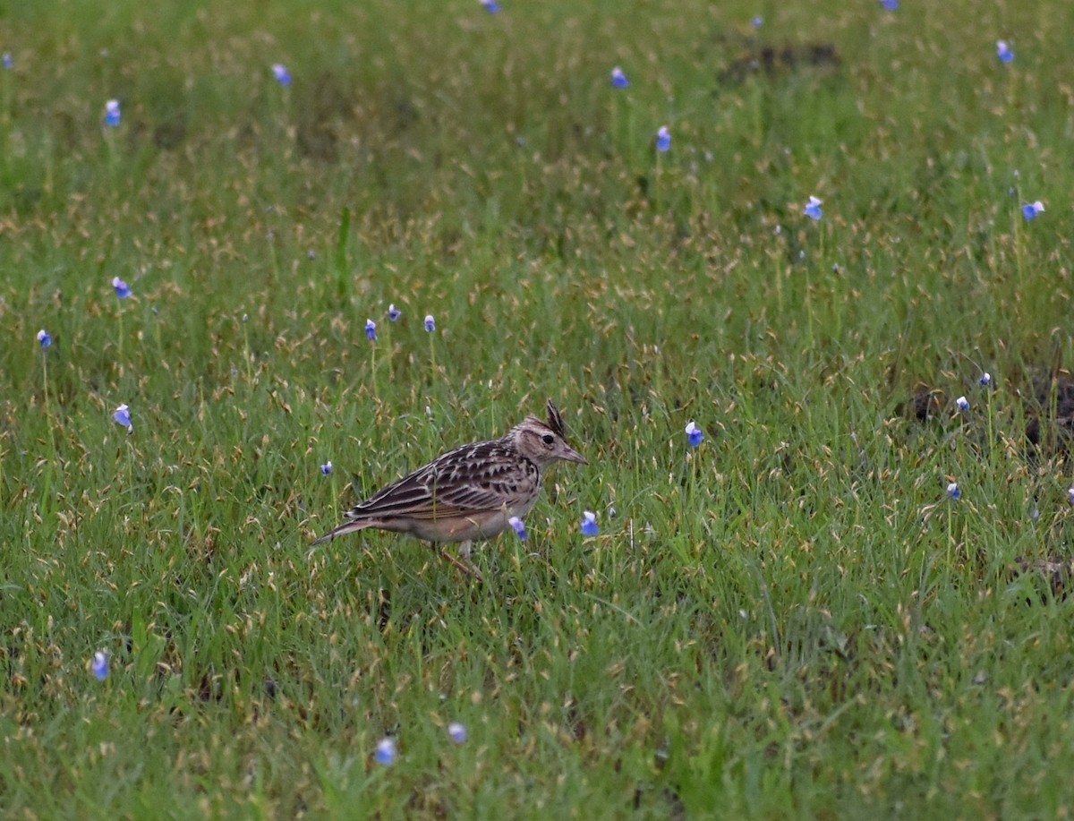 Oriental Skylark - ML622034871