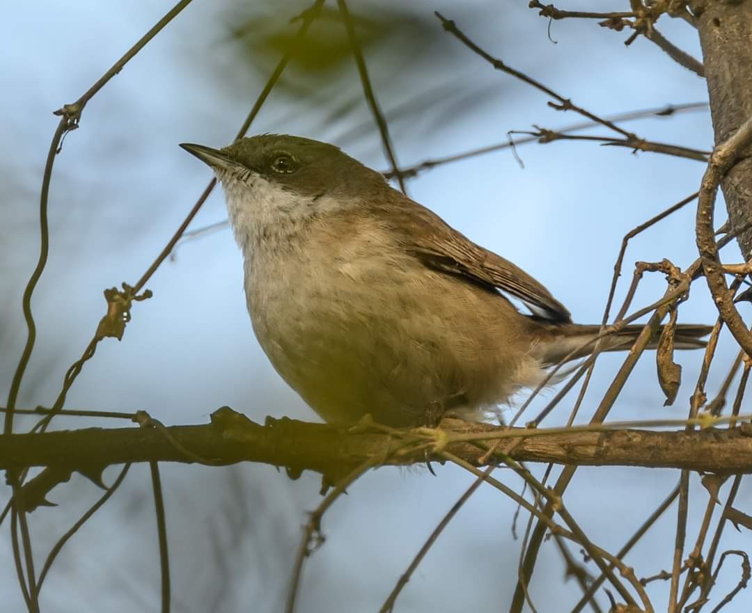 Curruca Zarcerilla - ML622034873