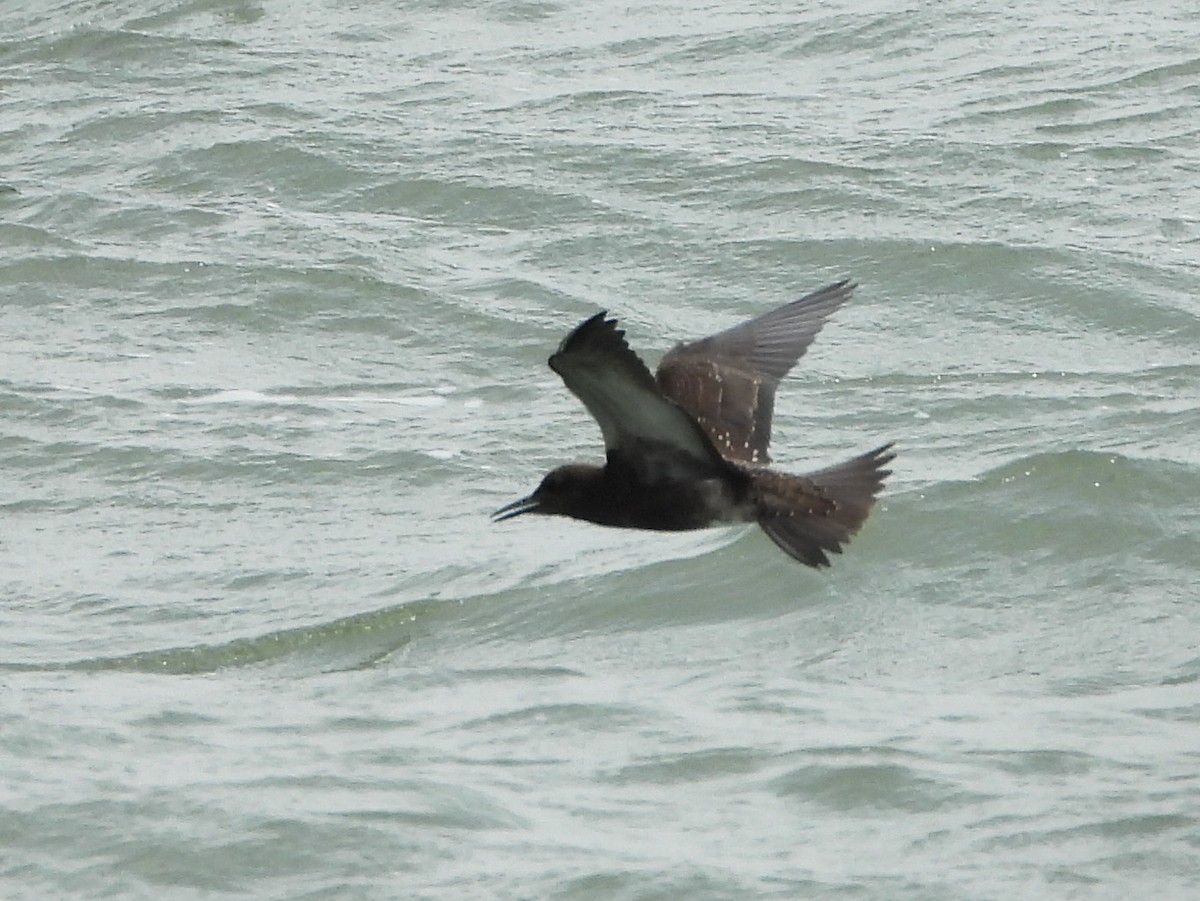 Sooty Tern - ML622034882