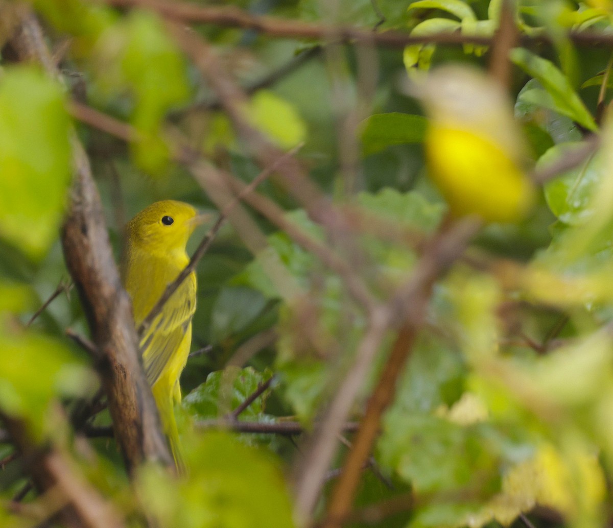 Yellow Warbler (Northern) - ML622034902