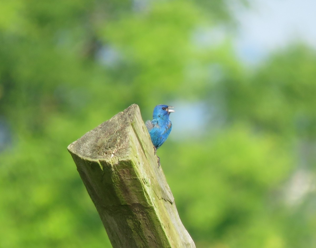 Indigo Bunting - Jon Little