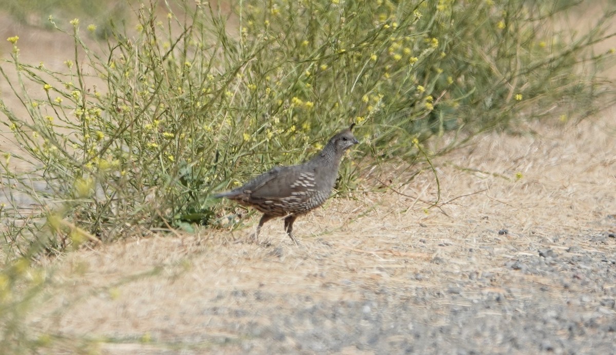 California Quail - ML622034954