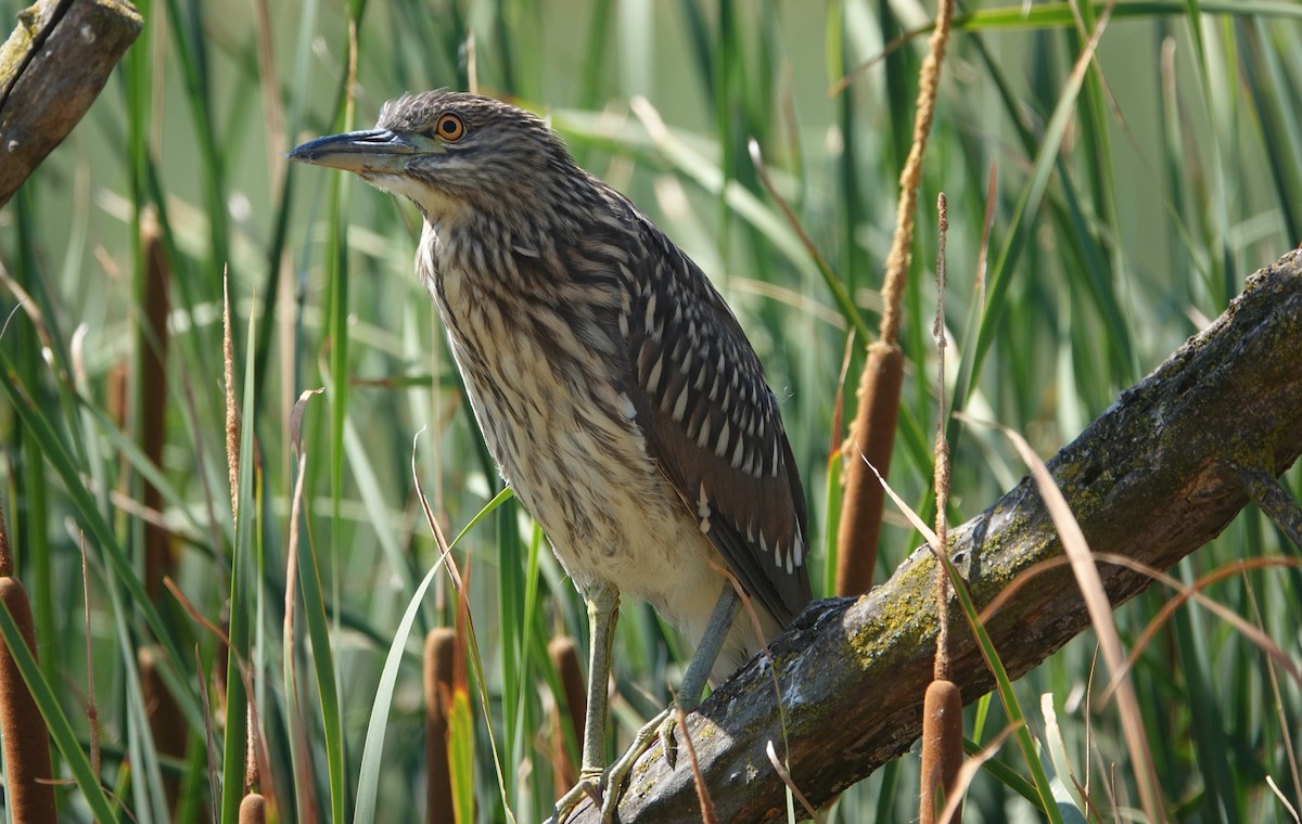 Black-crowned Night Heron - ML622034968