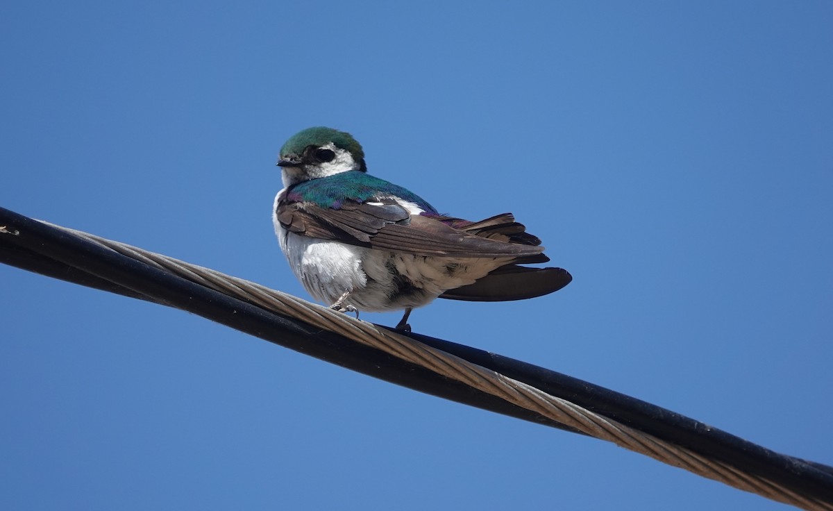 Violet-green Swallow - ML622034984