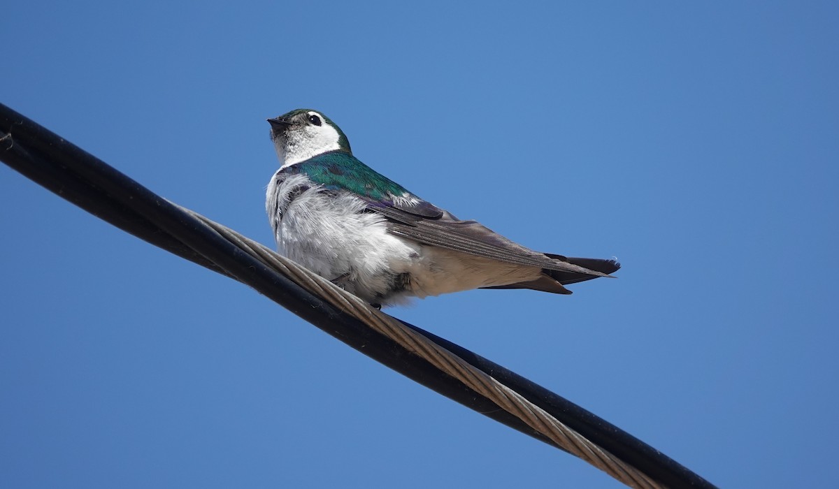 Violet-green Swallow - ML622034986