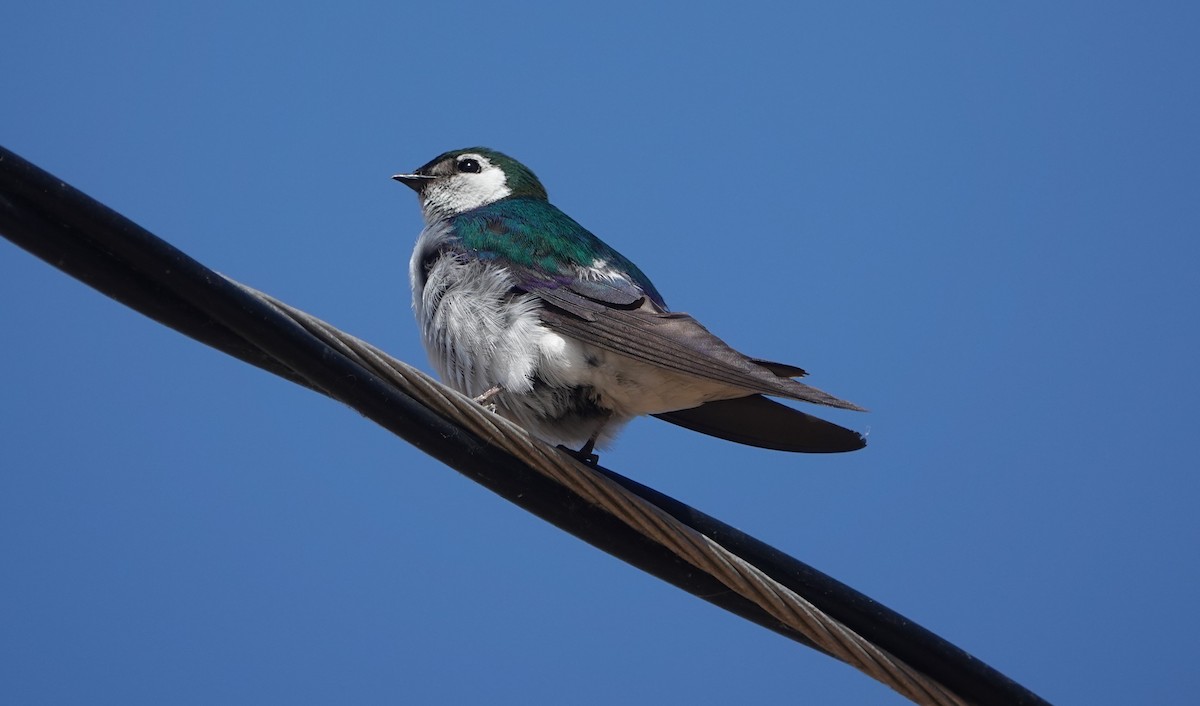 Violet-green Swallow - ML622034988