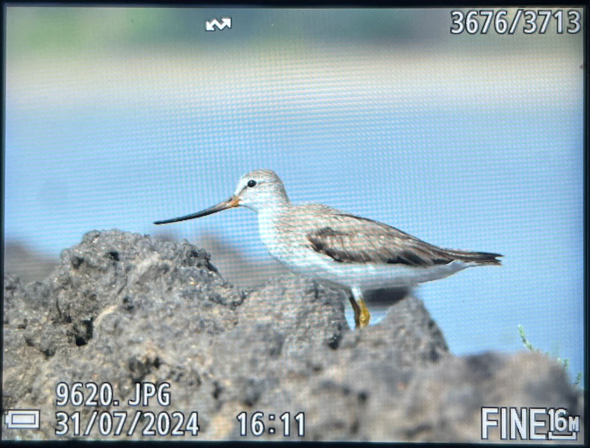 Terek Sandpiper - ML622035008