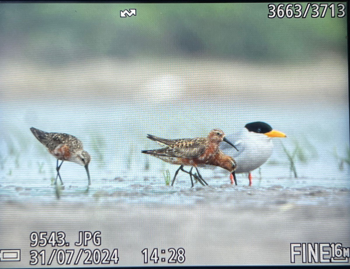 Curlew Sandpiper - ML622035016