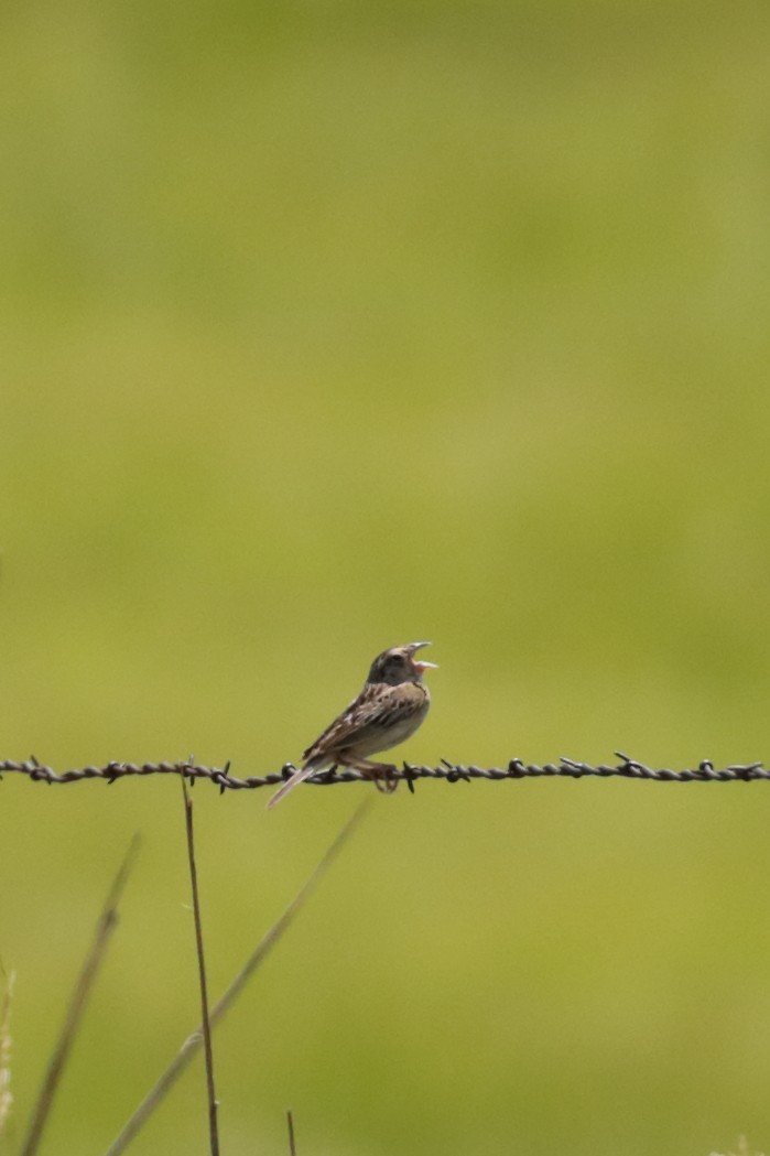 Grasshopper Sparrow - ML622035035