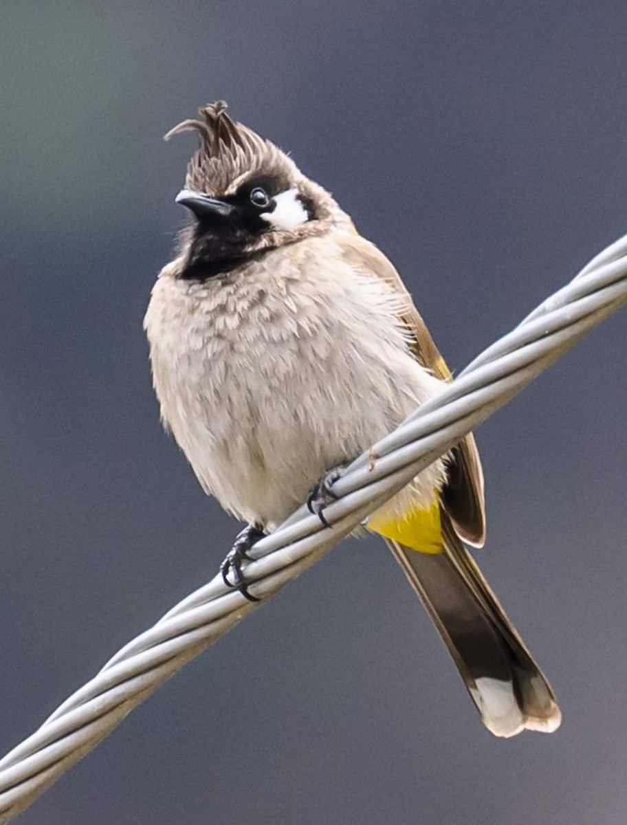 Himalayan Bulbul - ML622035045