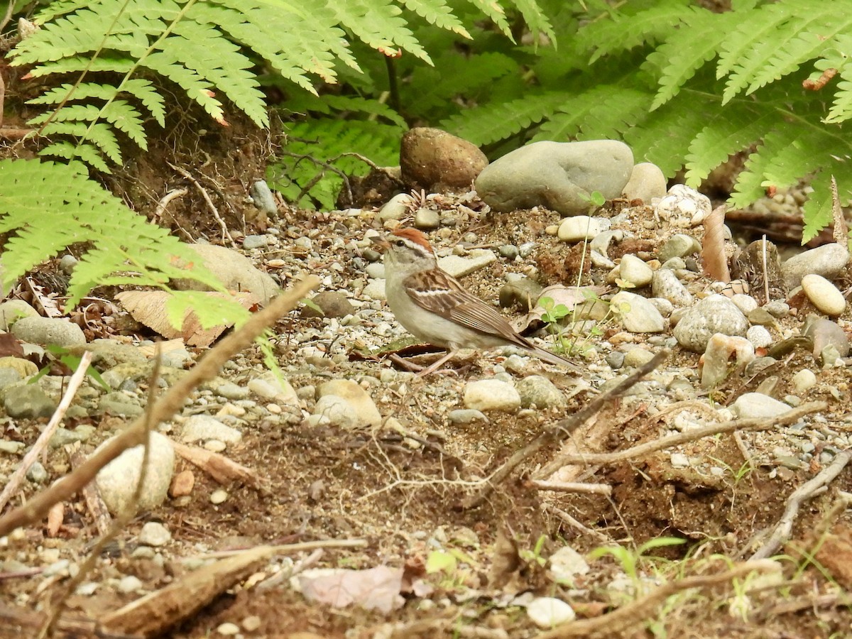 Chipping Sparrow - ML622035049