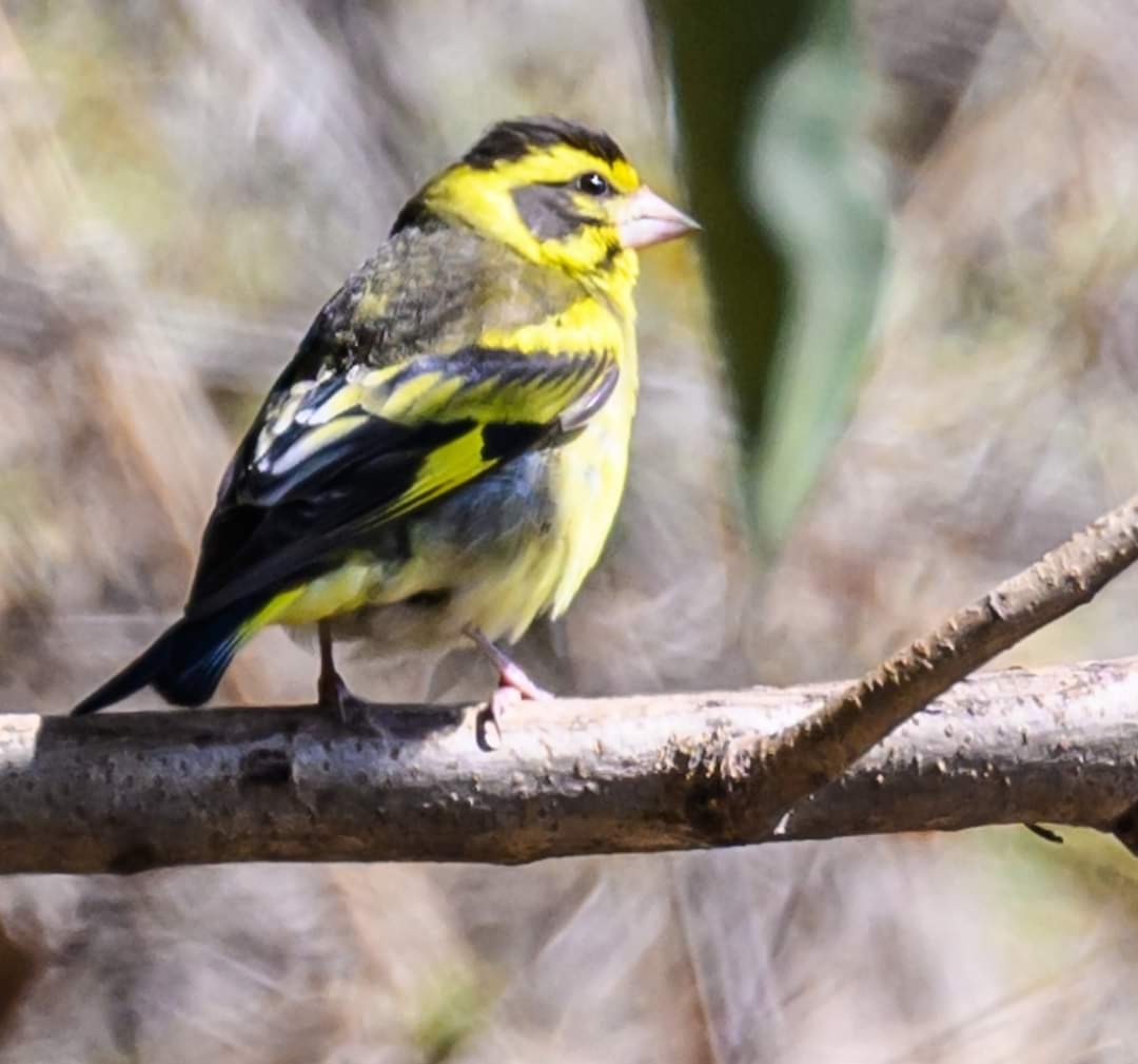 Yellow-breasted Greenfinch - ML622035051