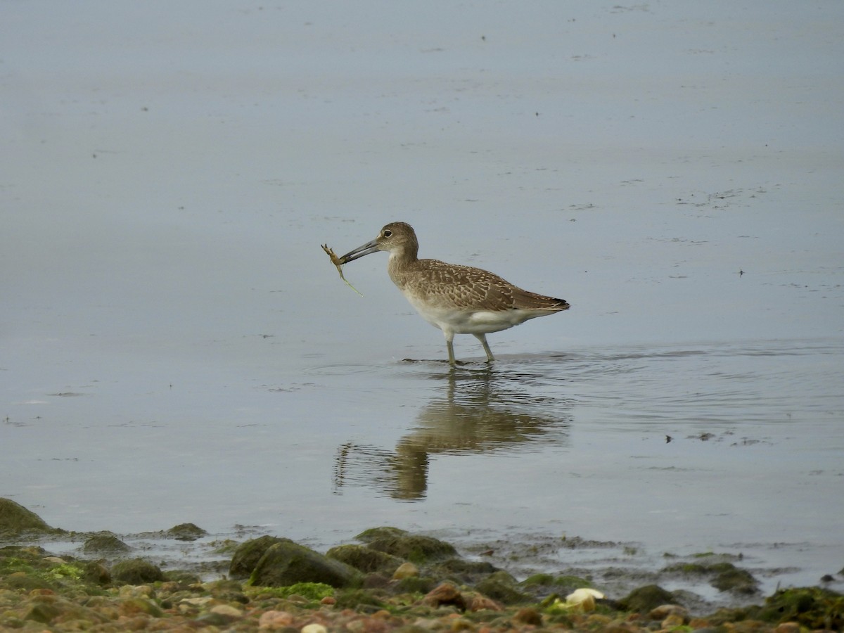 Willet - ML622035053