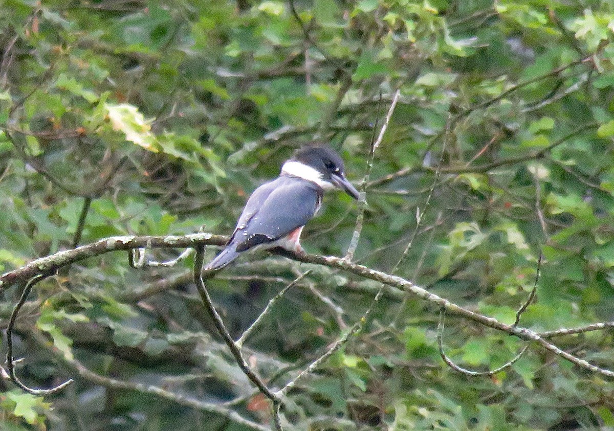Belted Kingfisher - ML622035078