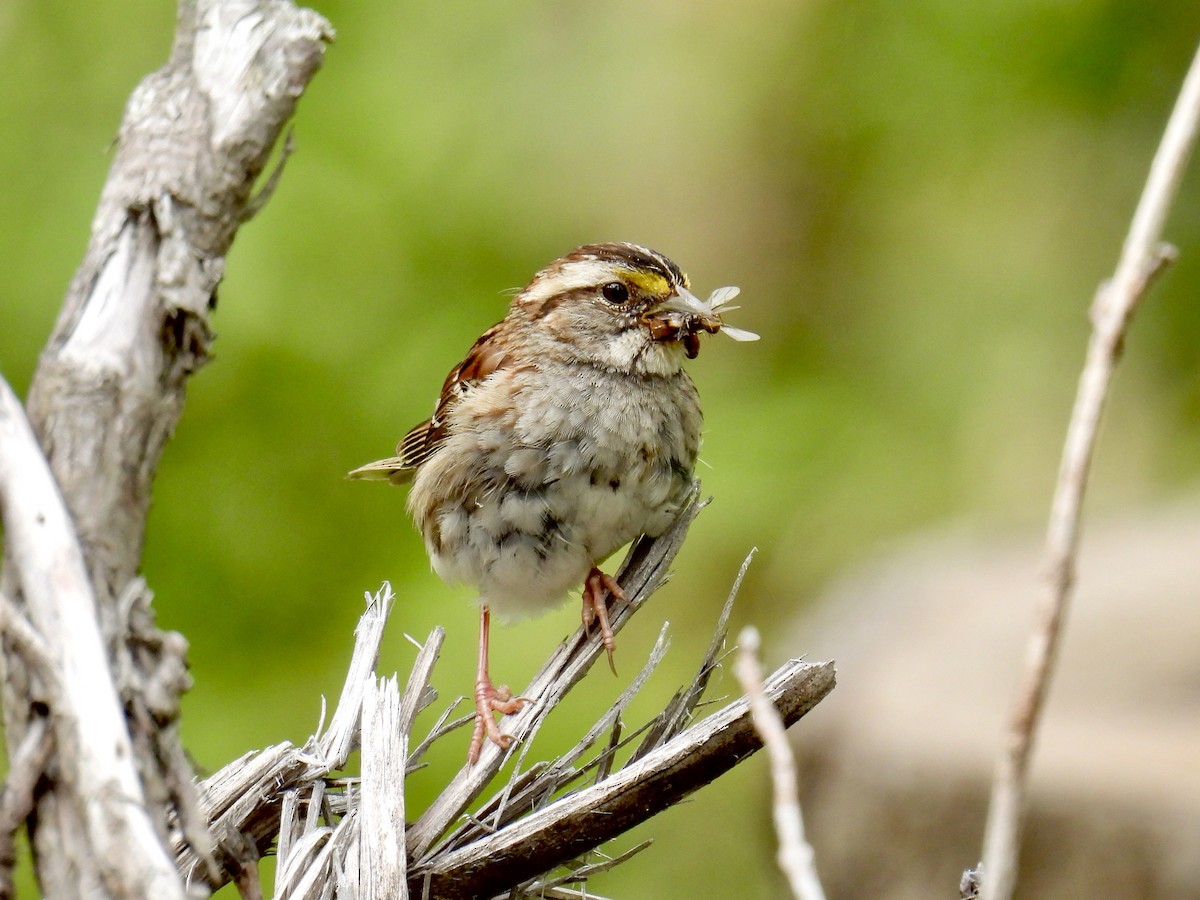 White-throated Sparrow - ML622035088