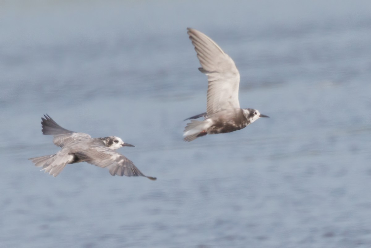 Black Tern - ML622035113