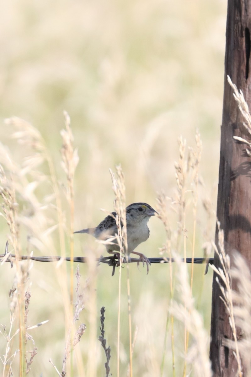 Grasshopper Sparrow - ML622035286