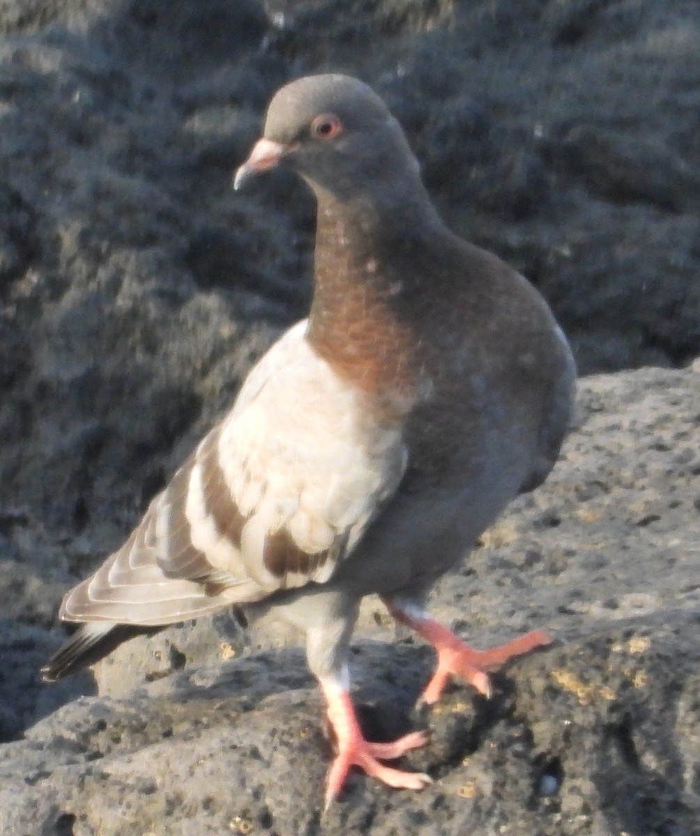 Rock Pigeon (Feral Pigeon) - ML622035336