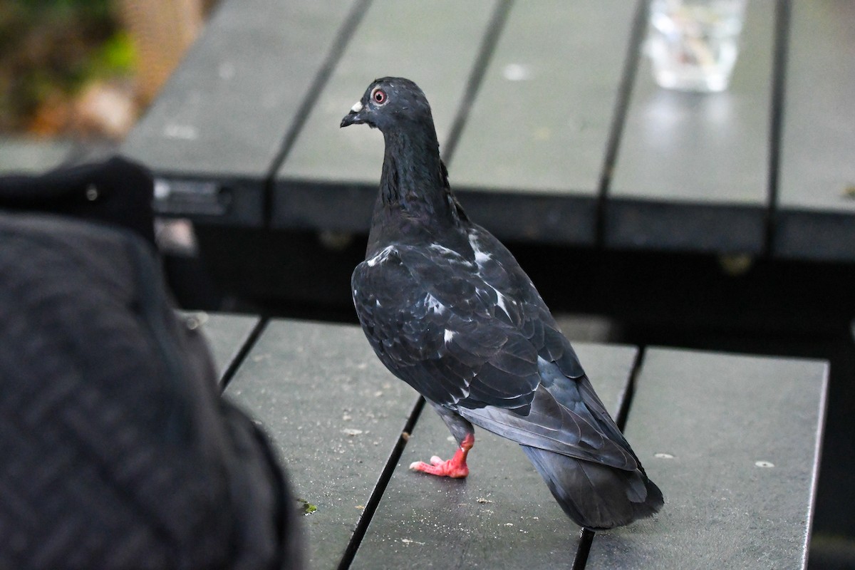Rock Pigeon (Feral Pigeon) - ML622035448