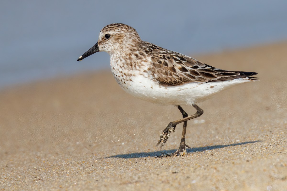 Semipalmated Sandpiper - ML622035479