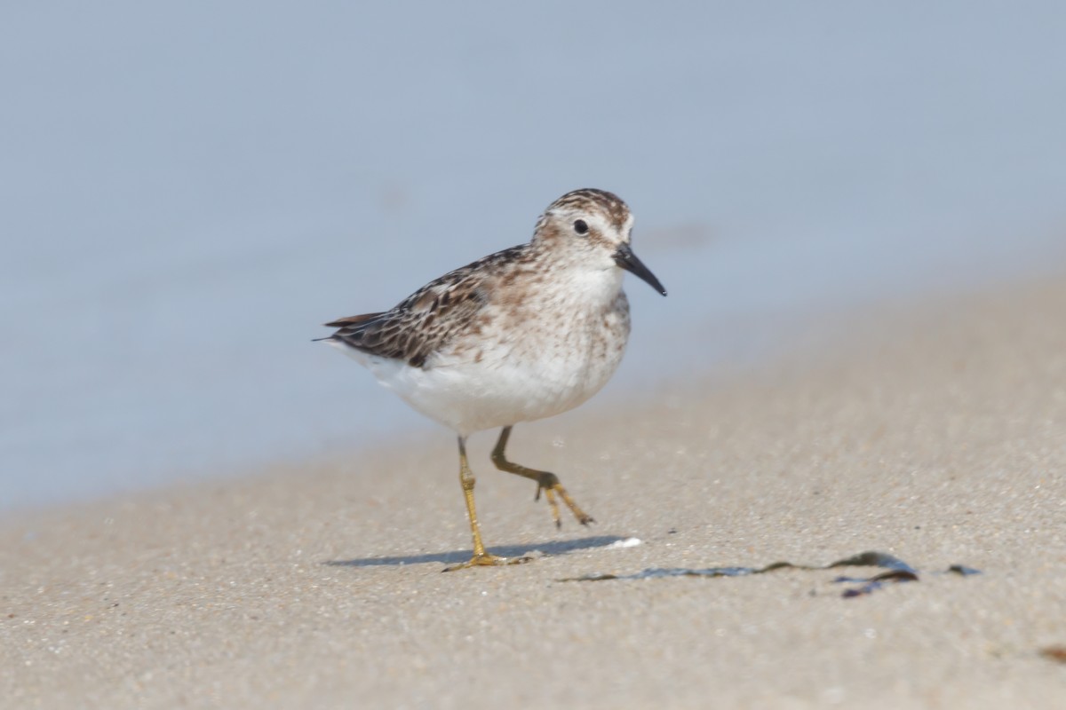 Least Sandpiper - ML622035486