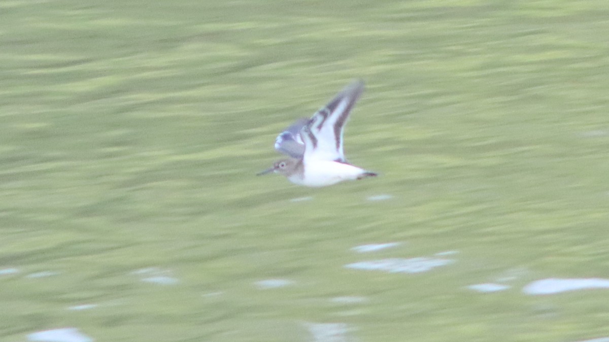 Common Sandpiper - ML622035550