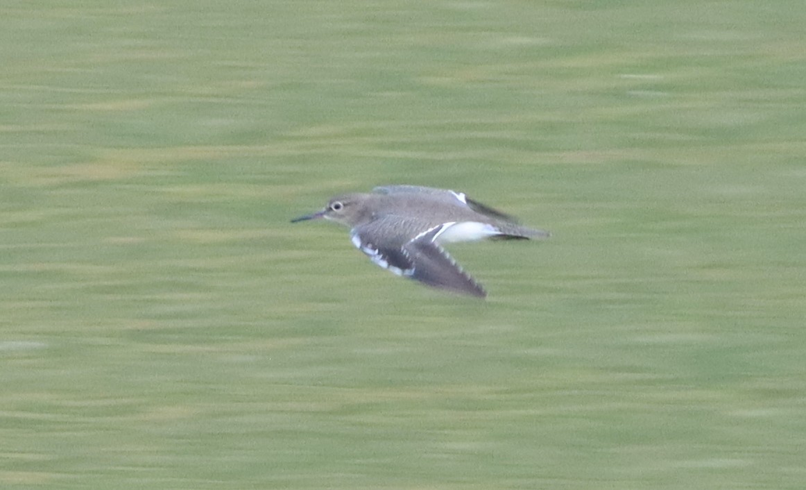 Common Sandpiper - ML622035554