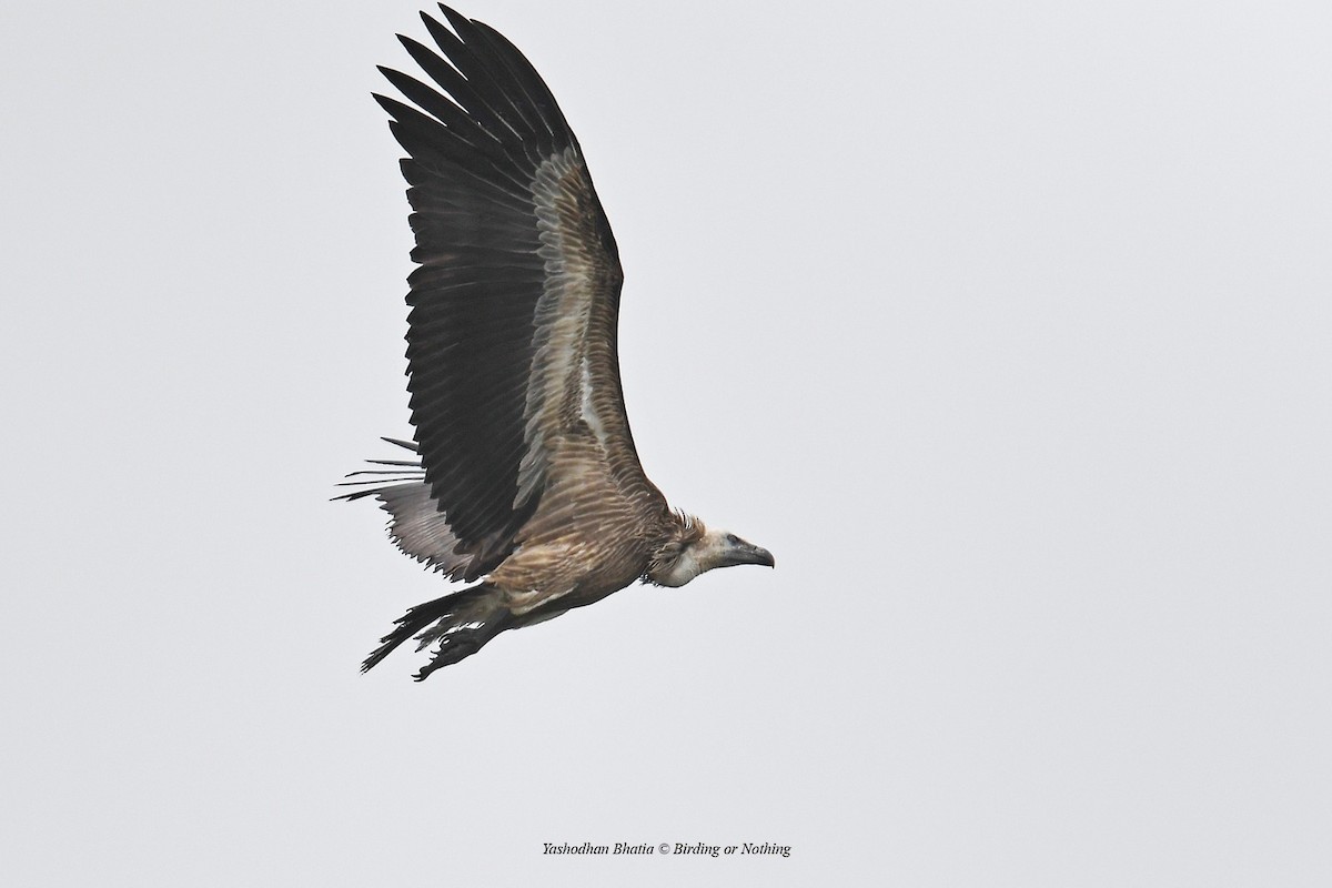 Indian Vulture - ML622035559